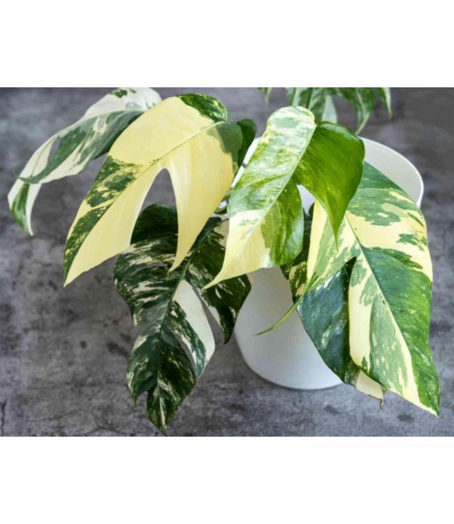 Epipremiun Albo  Hanging Basket 6in [11]