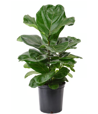Livingstone Ficus Fiddle Leaf  4in [11]