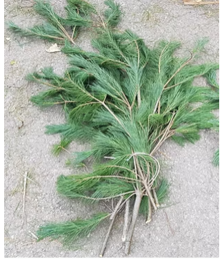 White Pine Bunch BC (3Lbs)