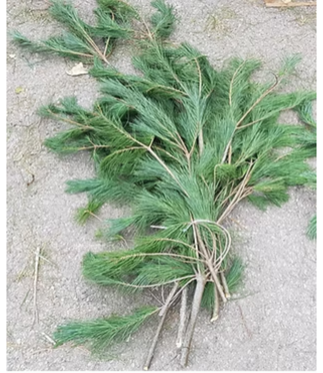 White Pine Bunch BC (3Lbs)