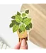 Rainbow Pot Houseplant Sticker