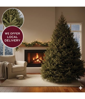 Livingstone Live Christmas Tree - Balsam Fir 5-6ft