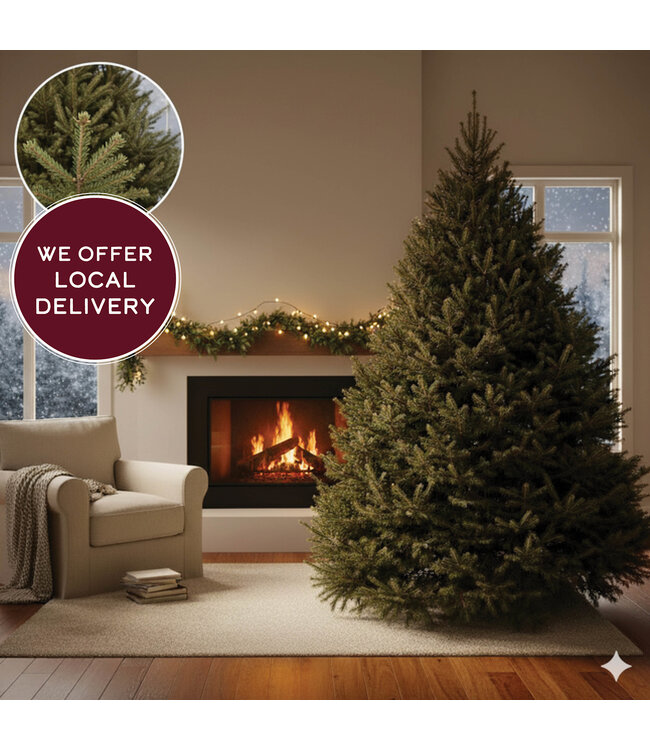 Live Christmas Tree - Balsam Fir 9-10ft