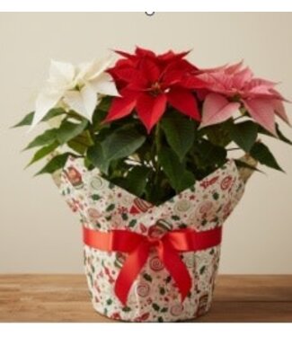 Poinsettia Mix 2gal Wrapped [12]