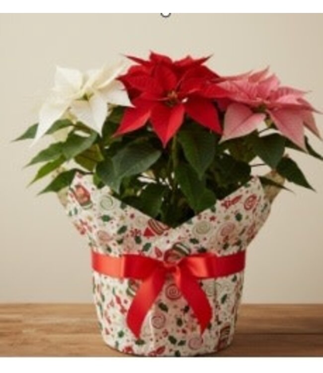 Poinsettia Mix 2gal Wrapped [12]