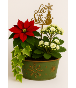 Livingstone Indoor Planter with Poinsettia 7” [10]