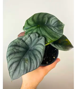 Livingstone ALOCASIA-BLACK DIAMOND [11] 6"