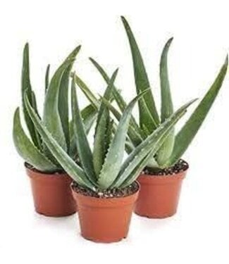 Livingstone ALOE VERA [11] 4"