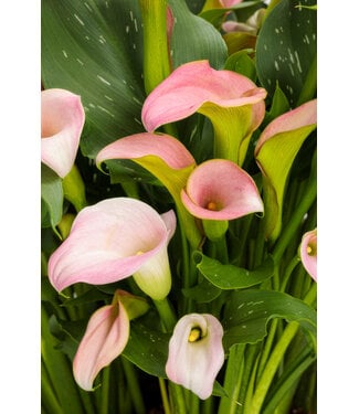 Livingstone CALLA LILY SPD COVERED 6" [11]
