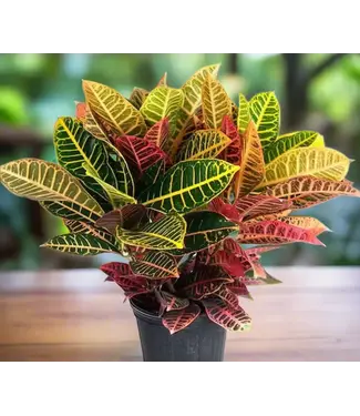 Livingstone CROTON-PETRA 8" [11]