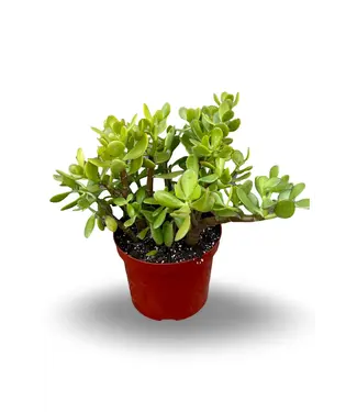 Livingstone JADE-REGULAR 4" [11]