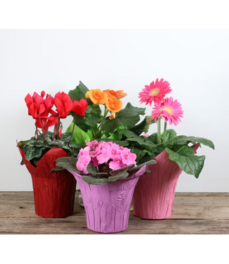 Livingstone LITTLE BEAUTIES 4" [11]