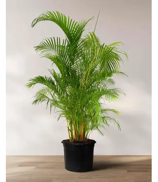 Livingstone PALM-ARECA 6" [11]
