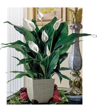Livingstone PEACE LILY 6" [11]