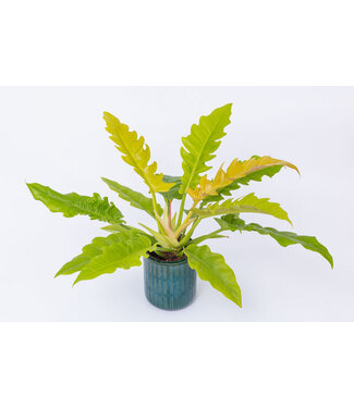 Livingstone PHILO RING OF FIRE 4" [11]