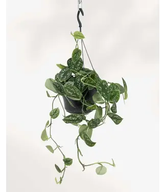 Livingstone POTHOS-SATIN 6" Hanging Basket [11]