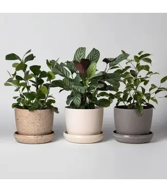 Kanso Designs 5in. Upcycled Mini Planters