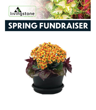 (E) 8" Chic Indoor Planter