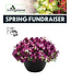 (B) Spring Fundraiser - 14" Blooming Beauty Hanging Basket