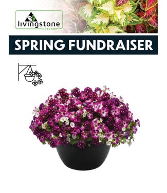 (A) 12" Blooming Beauty Hanging Basket