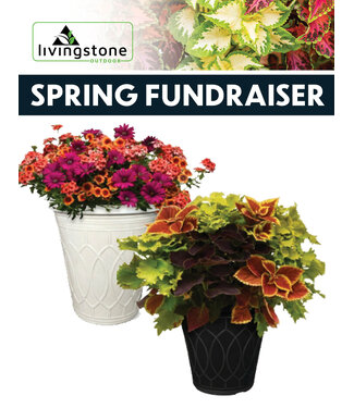 (C) 13" Vibrant Deck Planter