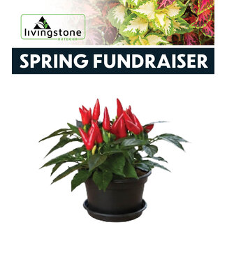 (FP) 7" Spice Pepper