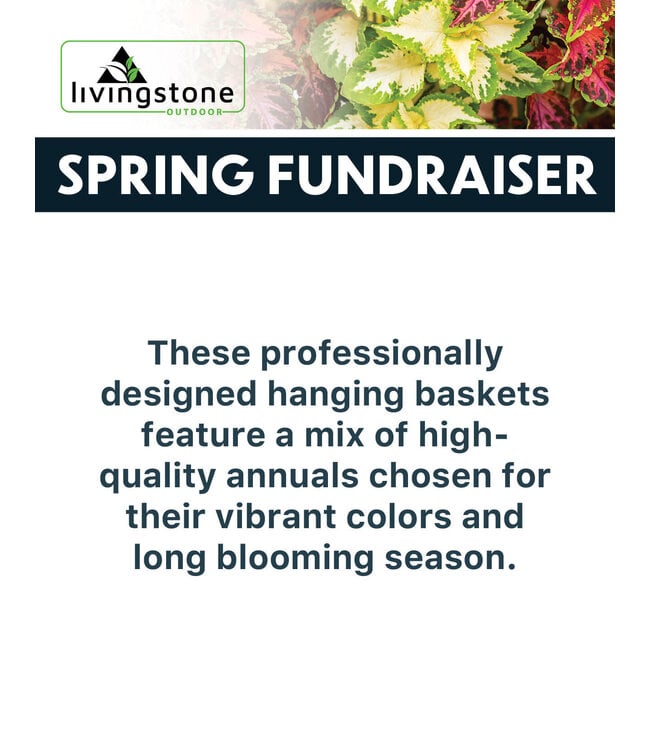 (A) Spring Fundraiser - 12" Blooming Beauty Hanging Basket
