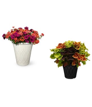 Livingstone Vibrant Deck Planter 12in [10]
