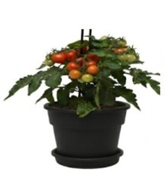 Fresh Table Top Veggie - Tomato Only 7in [10]