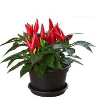 Fresh Table Top Veggie - Pepper Only 7in [10]