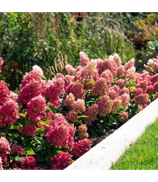 Livingstone Hydrangea paniculata ‘Bokomabou' (Bouncy™ Hydrangea) 2gal [1]
