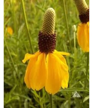 Livingstone Ratibida columnifera (Prairie Coneflower) 1gal [1]