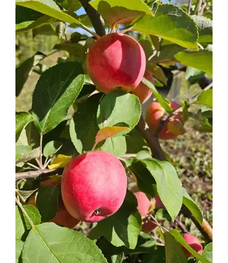 Livingstone Malus x 'Jefcoutts2' (Red Gemini™ Apple) 6' 2yr BR [1]