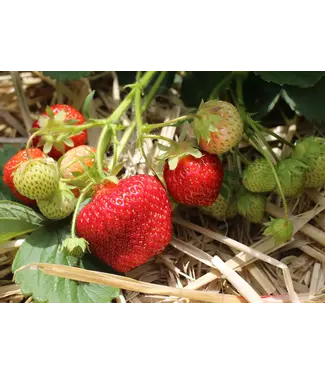 Livingstone Fragaria x 'Honeoye'(Strawberry)4in [1]