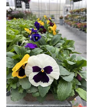 Majestic GiantsII Blotch Mix Pansies Fiber 6pack [10]