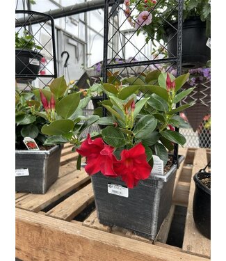 Livingstone Mandevilla - 8" Planter with Trellis [10]