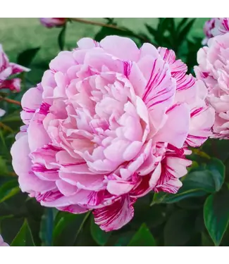 Livingstone Paeonia lactiflora 'Candy Stripe'(Peony)1gal [1]