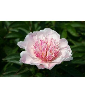 Livingstone Paeonia lactiflora 'Do Tell'(Peony)1gal [1]