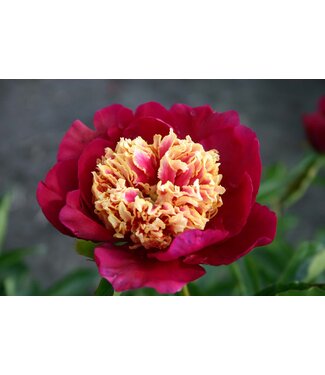 Livingstone Paeonia 'Lactiflora'(Sword Dance Peony)1gal [1]