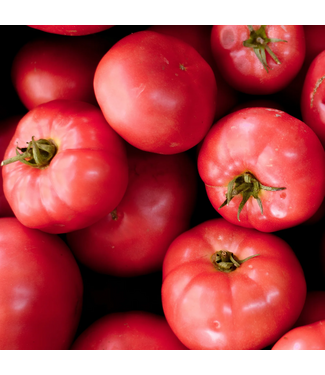 Tomato (New Pink Gal/Beefsteak) 4in [10]