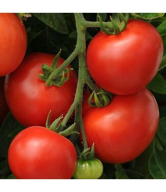 Livingstone Tomato (Homeslice/Slicer) 4in [10]
