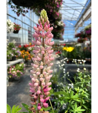 Livingstone Lupinus x polyphyllus 'Russell My Castle' (Lupine) 3.5in [1]