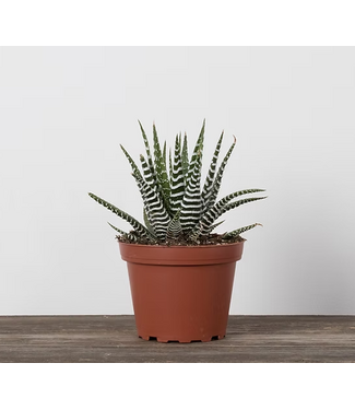 Livingstone Haworthia 4" [11]