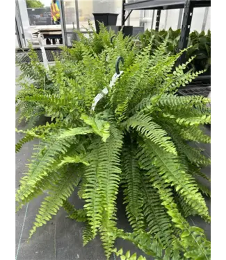 Livingstone Boston Fern 10" Hanging Basket [11]