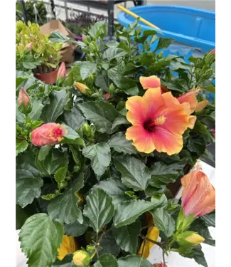 Livingstone Hibiscus Assorted 6" [11]