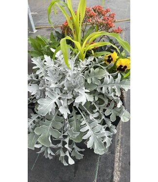 Square Fall Planter 13in [10]