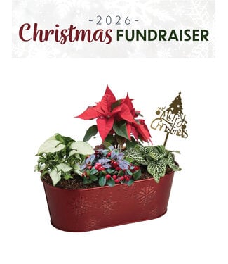 Livingstone (C) Indoor Planter - Poinsettia