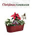 Livingstone (C) Indoor Planter - Poinsettia
