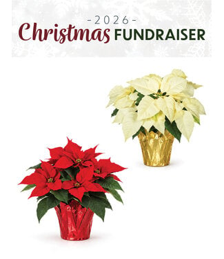 (D) Poinsettia