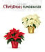 (D) Poinsettia
